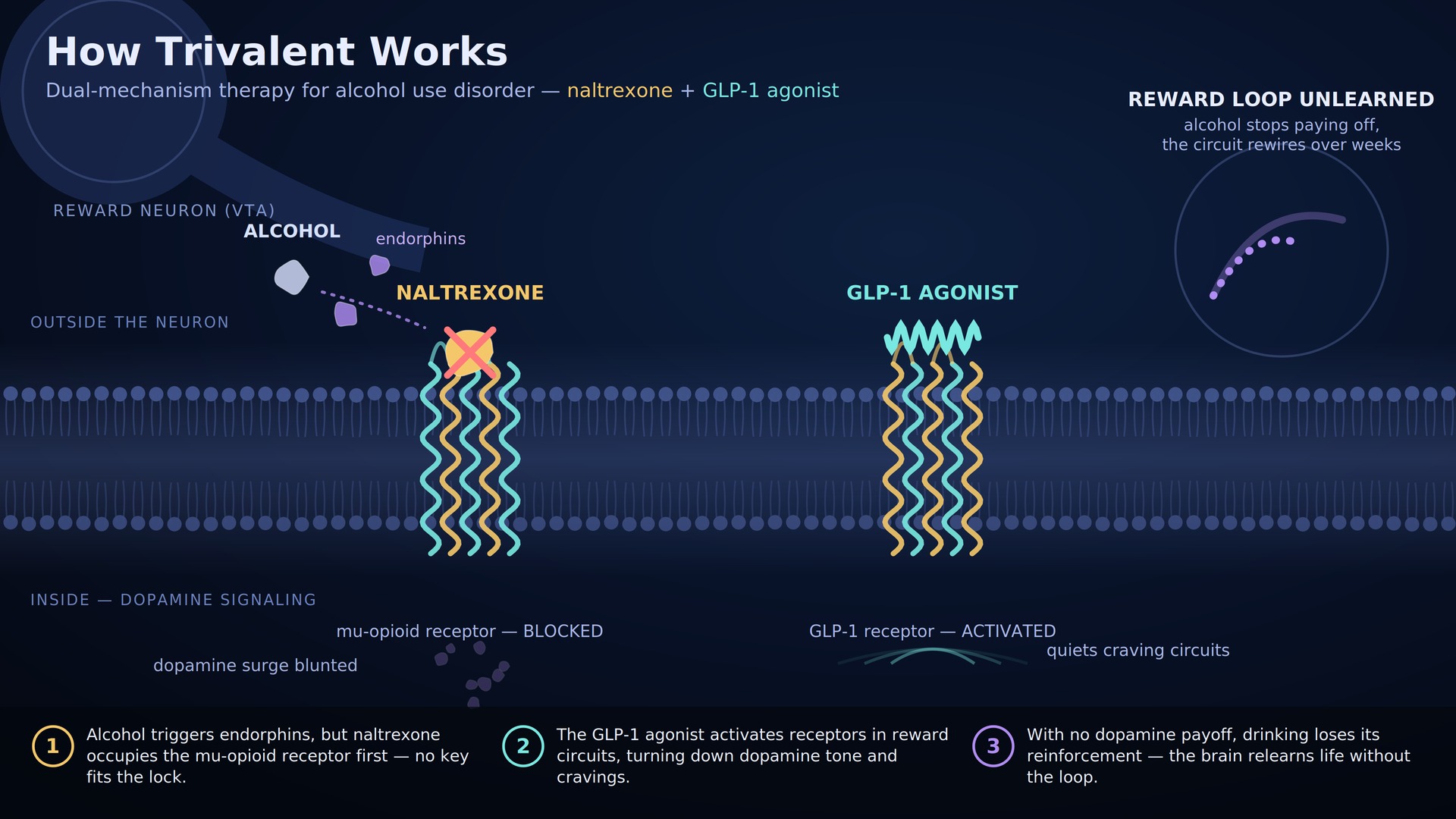 Diagram showing how naltrexone blocks alcohol-related opioid reward signaling while a GLP-1 agonist quiets craving circuits, helping the brain unlearn the reward loop.